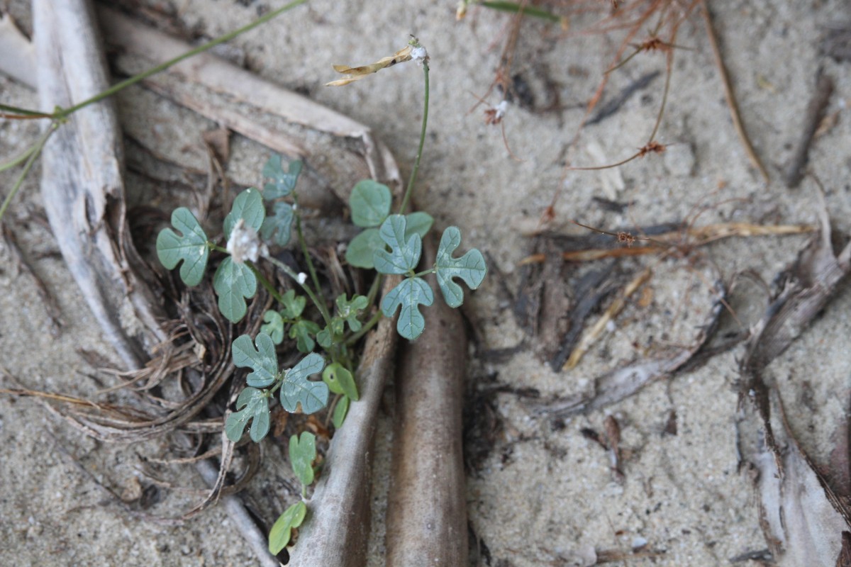 Vigna trilobata (L.) Verdc.